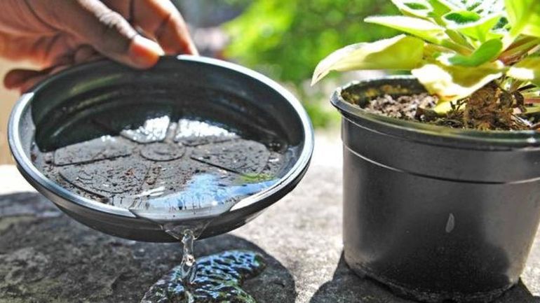 Recomiendas descartar el agua de floreros, recipientes e ir cambiando el agua del bebedero de los animales.