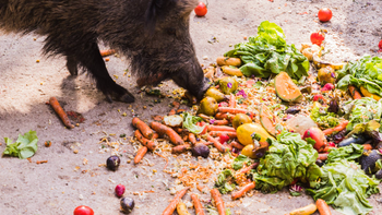 Jabalíes + restos de comida = receta perfecta para el desastre. Argentina aún puede evitarlo. | LMCipolletti.com Jabalíes + restos de comida = receta perfecta para el desastre. Argentina aún puede evitarlo.