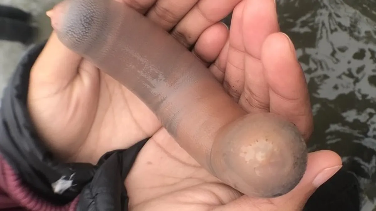 Caminaba por la playa en Comodoro Rivadavia y se topó con una extraña criatura: un pez pene (foto de archivo).