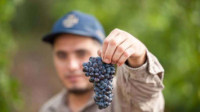 Pinot Noir: cepa emblema de la Patagonia.