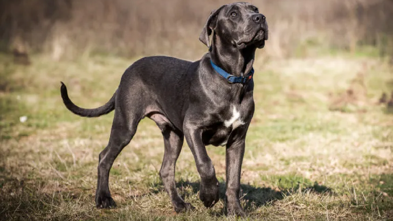 La Fiscalía formuló cargos por el delito de lesiones leves a una joven y sus progenitores, señalados como los responsables del cuidado del animal.