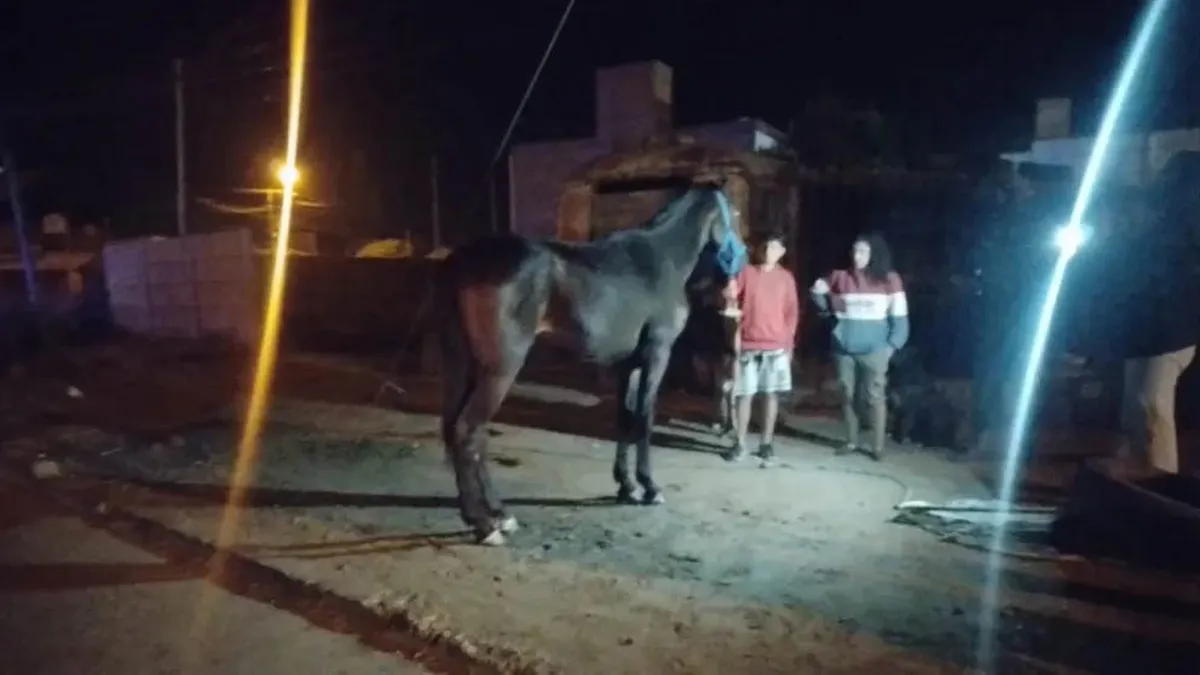 Viedma: un caballo embistió a un motociclista, quien resultó con una pierna fracturada.&nbsp;