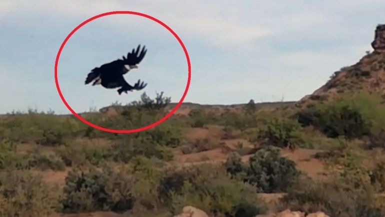 Insólito: aparecen dos cóndores en la Margen Sur