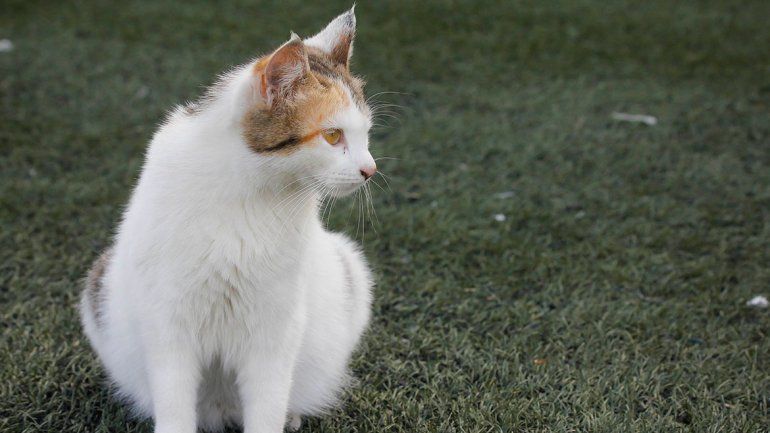 Albi se enamoró de La Visera y es  la mascota oficial