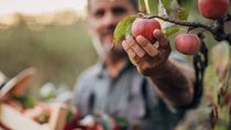 Los precios percibidos por los productores de manzanas en Europa siguen al alza.