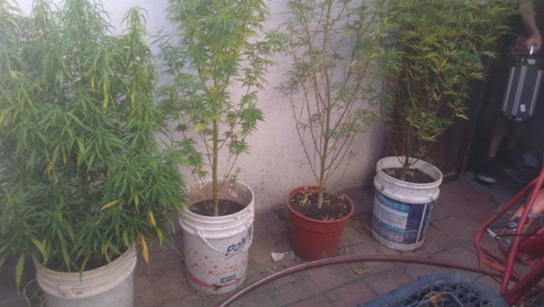 Encontraron un arma de fuego y plantas de marihuana en un allanamiento