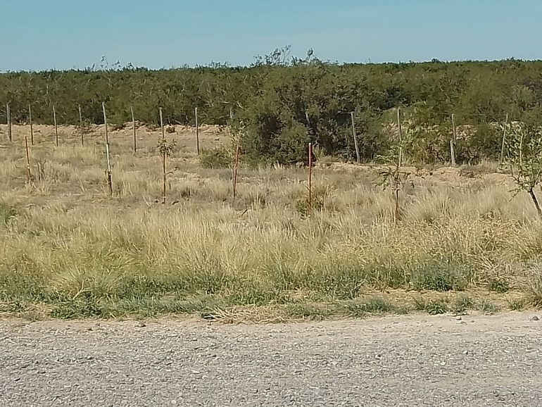 Piden ayuda para un bosquecito que guarda una historia conmovedora