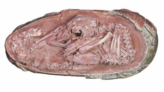 Encontraron un embrión de dinosaurio perfectamente conservado