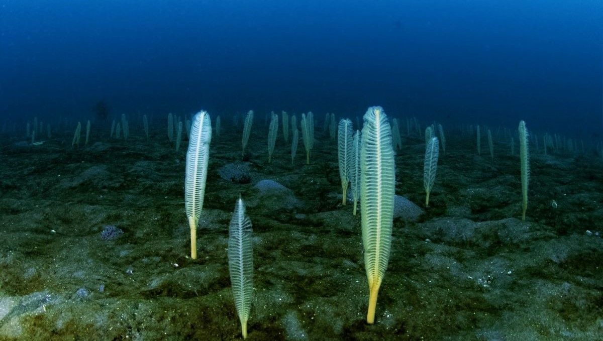 Parece una plantación de plumas en el fondo del mar