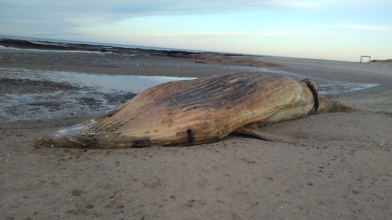 Analizan enterrar la ballena que apareció muerta en Las Grutas