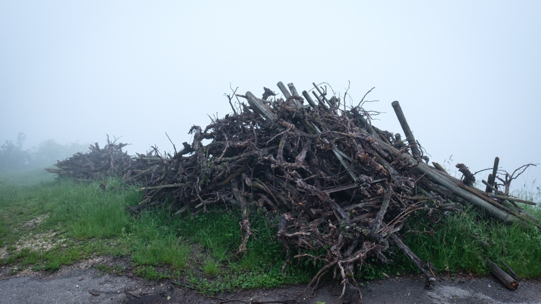 La erradicacion de viñedos se esta formalizando en todo el mundo, y también en Argentina. Foto: Revista Wein | LMCipolletti.com La erradicacion de viñedos se esta formalizando en todo el mundo, y también en Argentina. Foto: Revista Wein