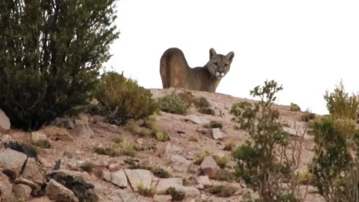 Un puma suelto en uno de los sitios turísticos más visitados