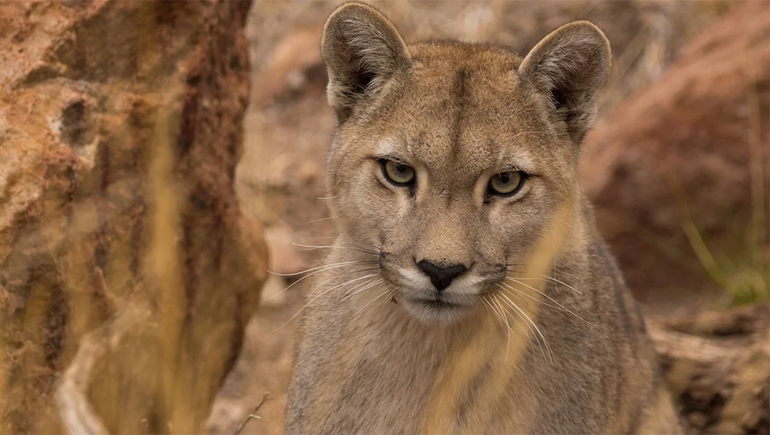 El puma sorprendió a los turistas en El Chaltén