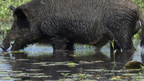 La invasión de animales exóticos causa estragos en el campo y desplaza a la fauna local.