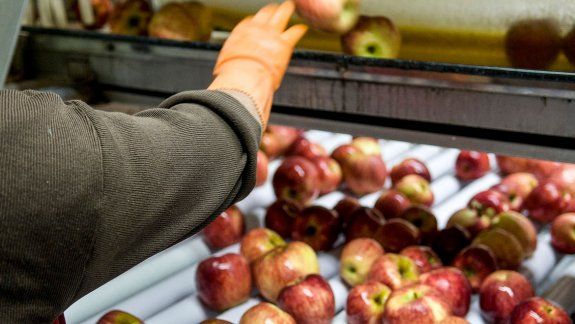 Brasil le dio el OK y el Valle vuelve a exportar manzanas