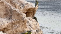 Las bandadas de loros barranqueros traen complicaciones en el servicio eléctrico en la costa rionegrina.