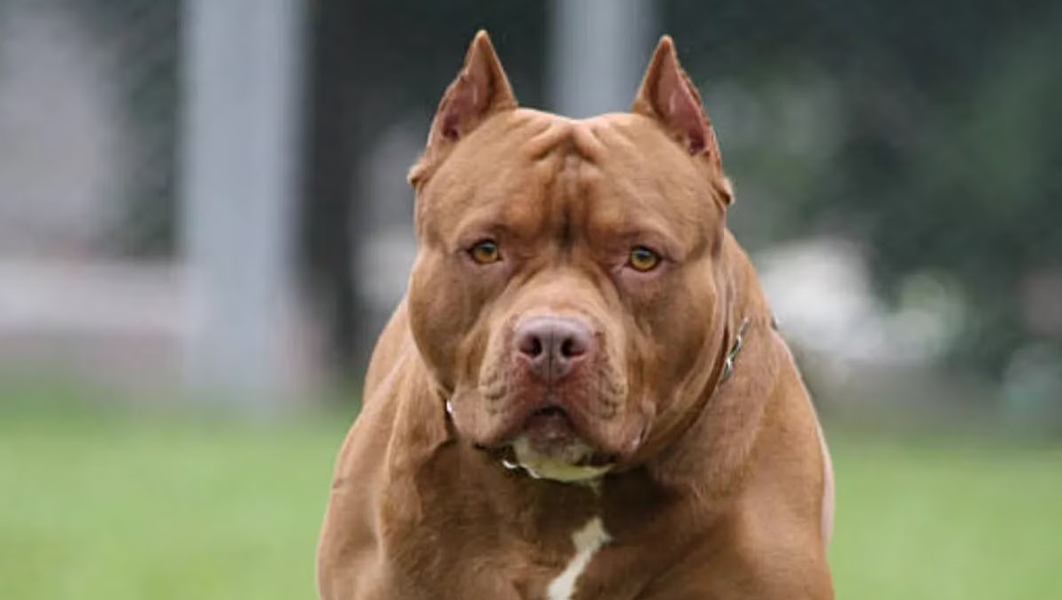 Un perro pitbull le hundió el cráneo a una nena de 2 años