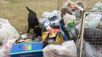 Los perros se encargan de desparramar la basura por todo el parque.