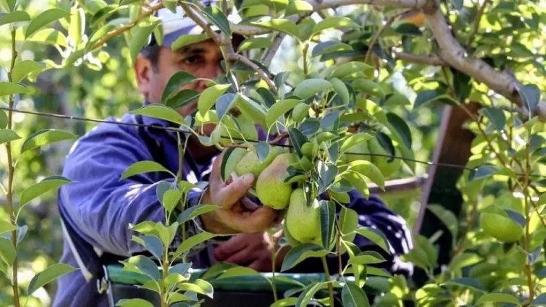 La falta de stock en frío y una demanda activa, especialmente desde Brasil, explicaron el salto exportador del primer mes del año. | LMCipolletti.com La falta de stock en frío y una demanda activa, especialmente desde Brasil, explicaron el salto exportador del primer mes del año.