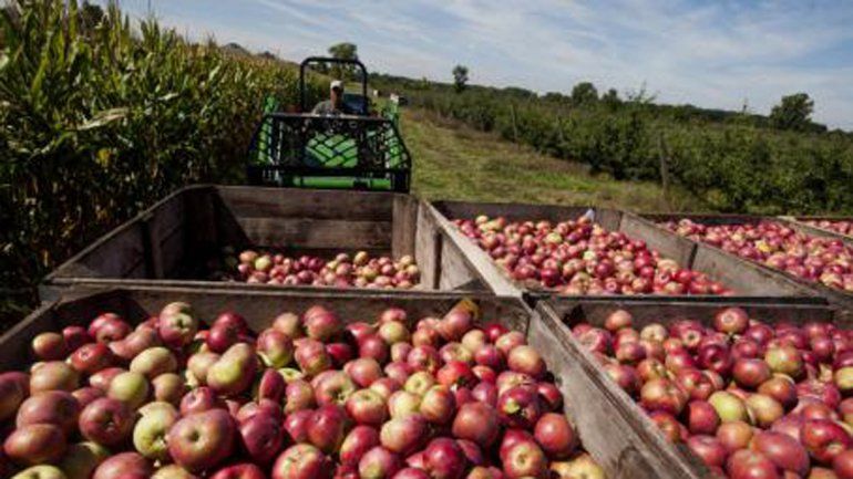 Piden tratar ley de emergencia para la producción de peras y manzanas