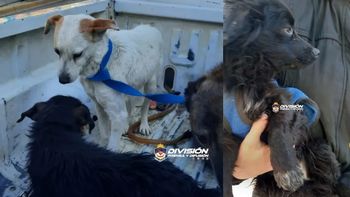 maltrato animal: tenia 8 perros encadenados y abandonados