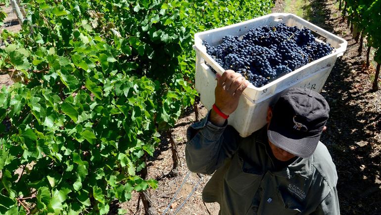 El Pinot Noir, la cepa insignia que crece en Neuquén