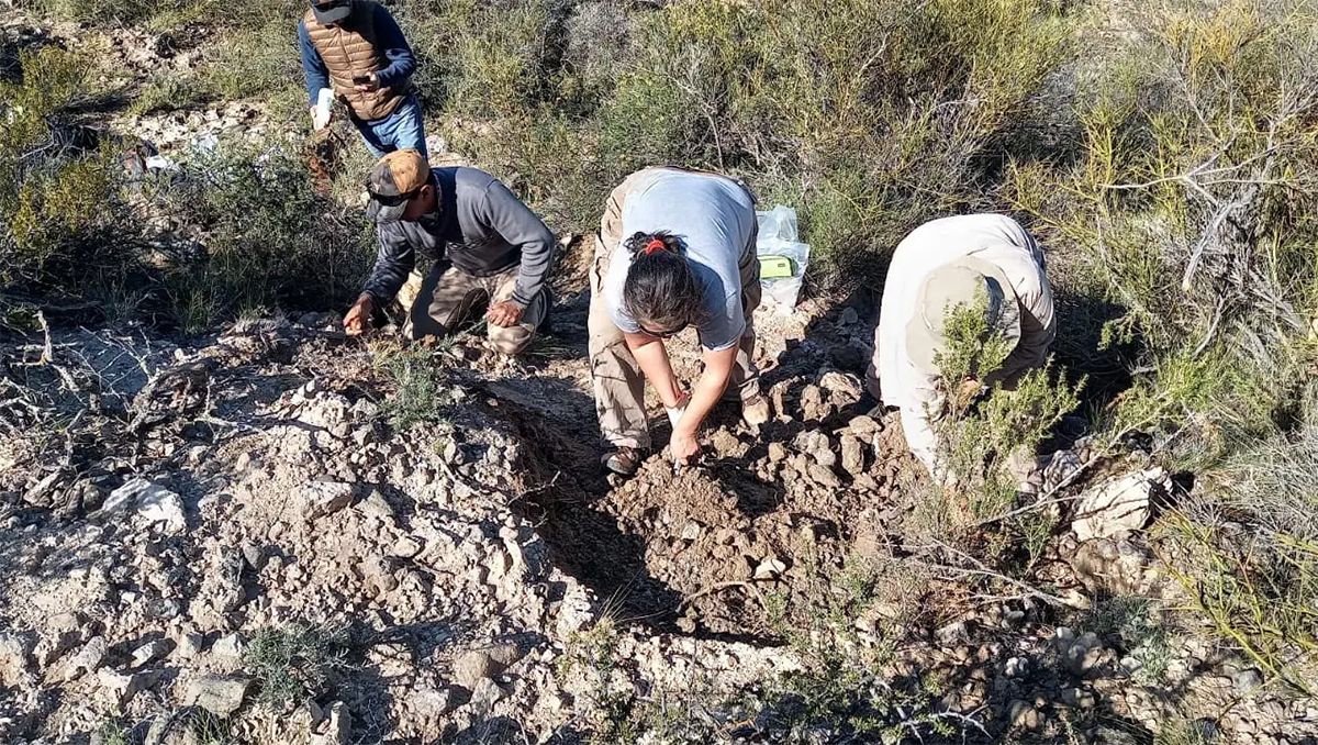 Increíble hallazgo de restos fósiles de un animal extinto hace 8500 años