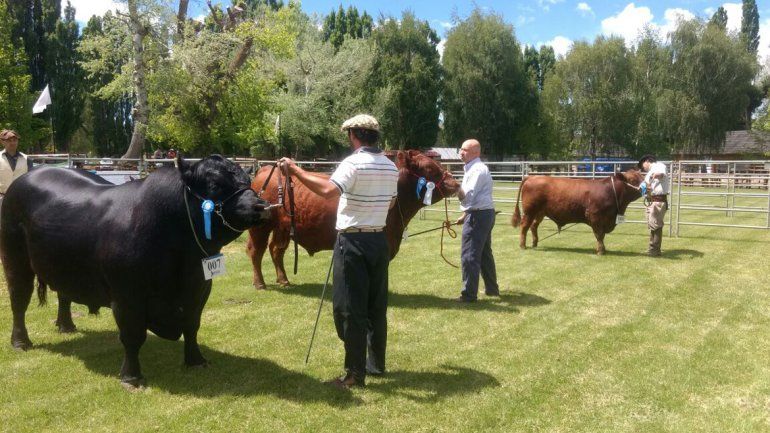 Un toro de Luis Beltrán, campeón en la quinta Expo Bovina de Neuquén