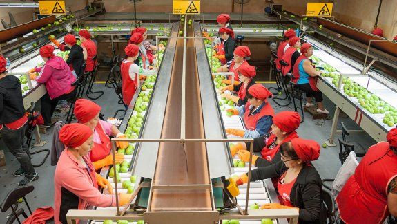 La fruta del valle deberá cumplir estos requisitos para ir a Brasil