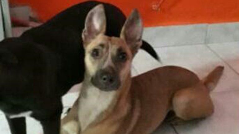 Buscan por cielo y tierra a Nieves, una perrita rescatada que desapareció en el barrio Brentana
