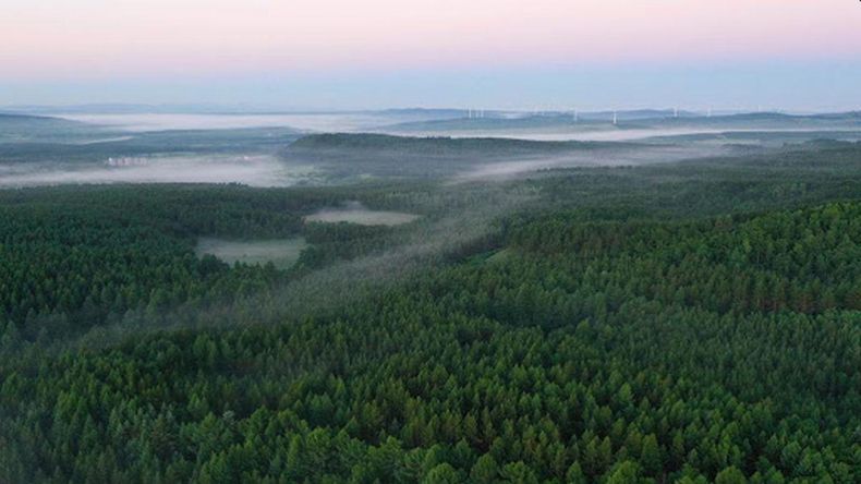 China convierte un desierto en el mayor bosque artificial del mundo