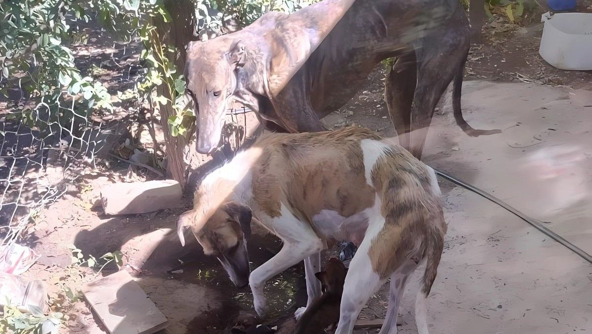 Los animales secuestrados en Fernández Oro mostraron que no estaban bien alimentados. Una denuncia motivó el allanamiento en la casa donde estaban.&nbsp;