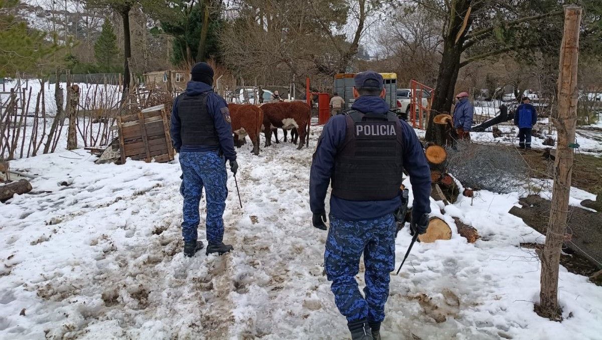 La Policía logró recuperar las vacas robadas en un campo de Bariloche.&nbsp;