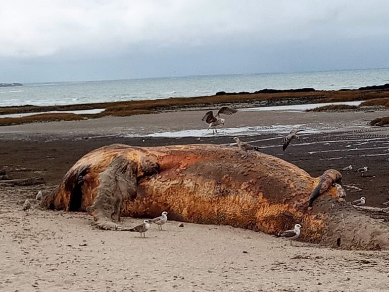 Analizan enterrar la ballena que apareció muerta en Las Grutas