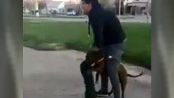 Agresión de un pitbull causó una gran indignación
