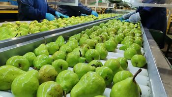 El Gobierno avanzó con la regulación del empaque de frutas en origen, estableciendo controles sanitarios y criterios de identificación del producto. | LMCipolletti.com El Gobierno avanzó con la regulación del empaque de frutas en origen, estableciendo controles sanitarios y criterios de identificación del producto.