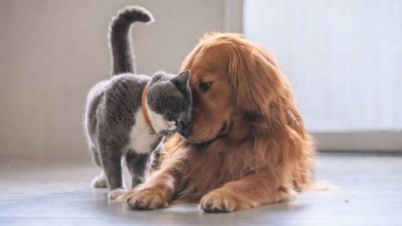 Niegan que perros y gatos puedan contagiar el virus