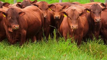 El ternero supera los $6.800 y los márgenes por hectárea alcanzan niveles récord en todos los sistemas productivos. | LMCipolletti.com El ternero supera los $6.800 y los márgenes por hectárea alcanzan niveles récord en todos los sistemas productivos.