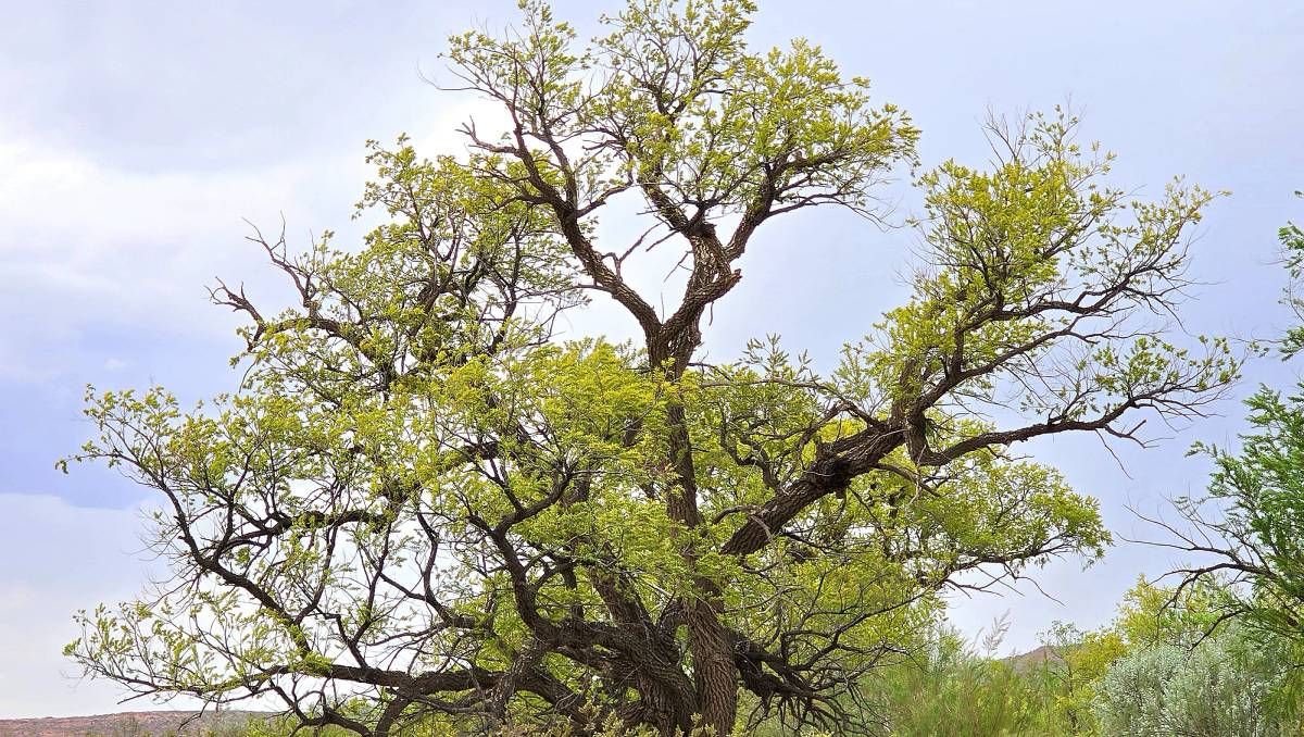 El sauce criollo es el único árbol autóctono de las riberas fluviales de los valles de la región. Todavía no está en peligro, pero está sometido al avance riesgos de especies exóticas. Es un deber protegerlo y concientizar, como se hará este sábado.