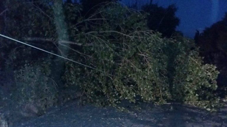 Un árbol cayó sobre el tendido eléctrico y dejó fuera de servicio la planta.