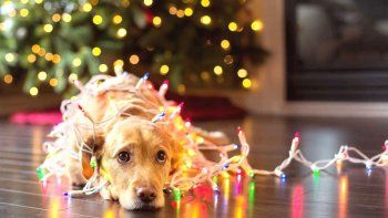 mas luces, menos ruido: una campana para concientizar sobre el uso de pirotecnia mas luces, menos ruido: una campana para concientizar sobre el uso de pirotecnia