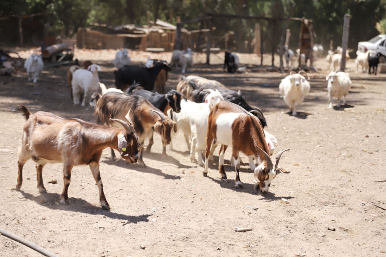 Los animales, fueron secuestrados en la Isla Jord&aacute;n el pasado 11 de diciemrbe.