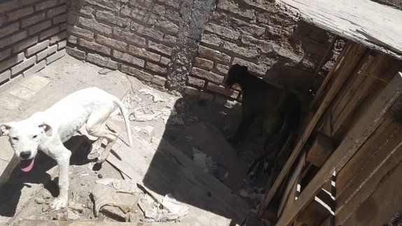 Rescataron a siete cachorros hacinados y sin comida