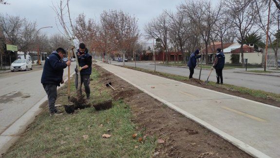 Están plantando 120 nuevos árboles en la bicisenda de Alem