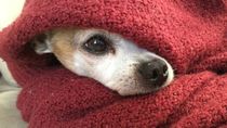 ¿El perro debe dormir adentro o afuera del hogar?.