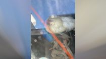 hay gallo encerrado: el despliegue para rescatar un animal