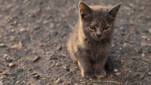 Uno de los gatitos a los que alimenta Moni falleció trágicamente. Foto ilustrativa.