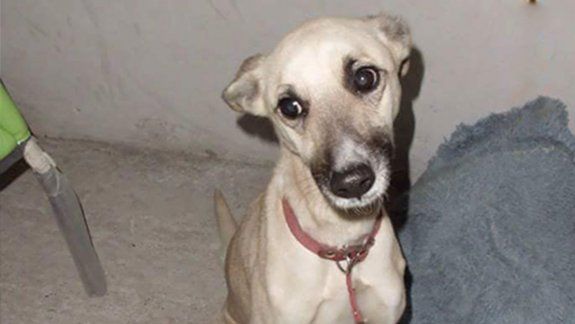 Despellejaron a una perrita con un machete en el barrio 10 de Enero