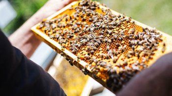 apicultores de todo el pais se reuniran en fernandez oro