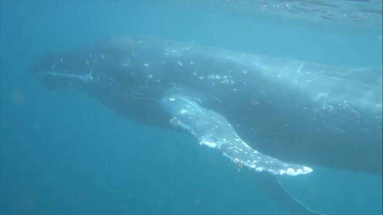 Un buzo marisquero se cruzó con dos ballenas en Las Grutas